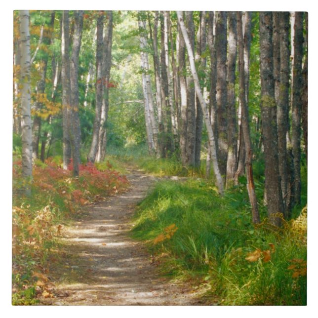 Carreau NA, USA, Maine.  Chemin de Jessup en Acadie (Devant)