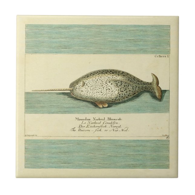Carreau Narwhal Antique Baleine Aquarelle Art scientifique (Devant)