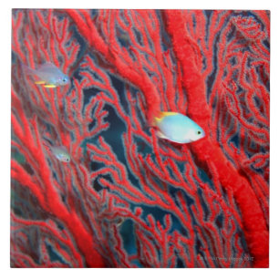 Carreau Natation de poissons dans le corail