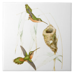 Carreau Nid d'animaux de faune d'oiseaux de colibri