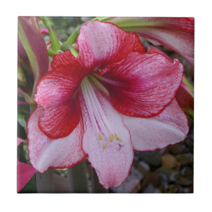 Carreau Noël Amaryllis Rouge Fête Florale