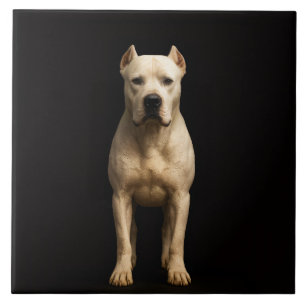 Carreau Noir 4 Luxe avec Dogo Argentino Audacieux
