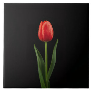 Carreau Noir 4 Luxe avec Tulipe Rouge Rubis