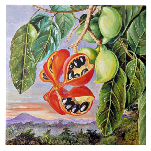 Carreau Nord - Sterculia Parviflora de feuillage et de fru (Devant)