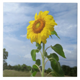 Carreau Nuages de tournesol jaune Carrelage Spiegeland