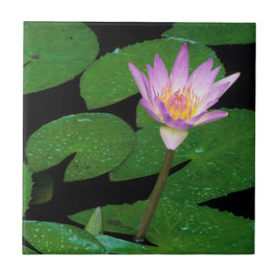 Carreau Nymphéa du Cap (Nymphaea Capensis)