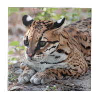 Ocelot 02 9x9