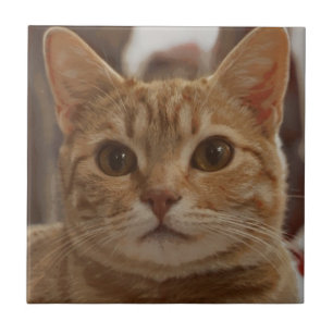 Carreau Oeil brun de chat 