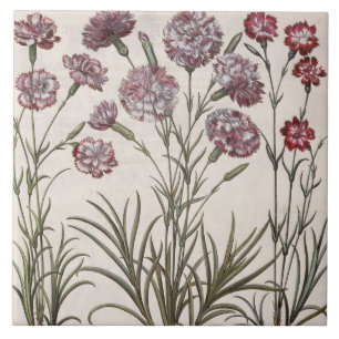 Carreau Oeillets : majore du flore 1.Caryophyllus ; 2.