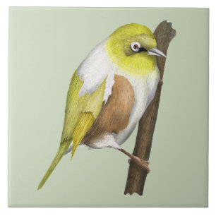 Carreau Oiseau de Sillvereye tauhou