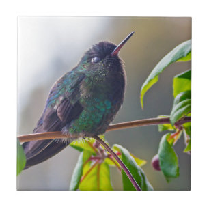 Carreau Oiseau du Costa Rica - Colibri