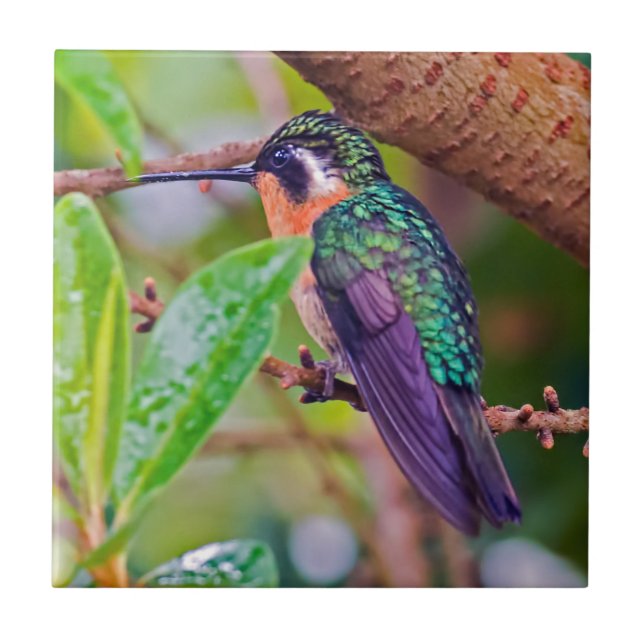 Carreau Oiseau du Costa Rica - Colibri (Devant)