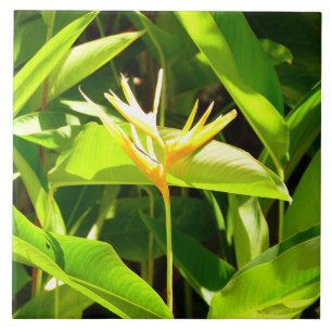 Carreau Oiseau du Paradis