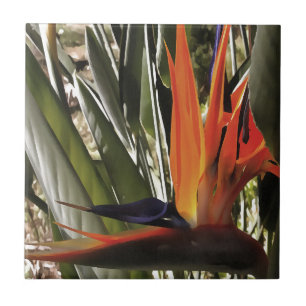 Carreau Oiseau du Paradis Strelitzia Reginae Acrylique Pai