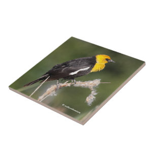 Carreau Oiseau-noir à tête jaune frappant dans le marais