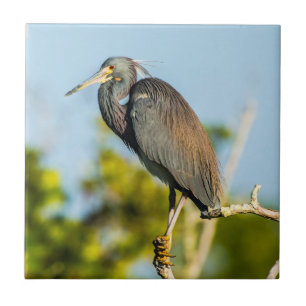 Carreau Oiseau Perfect Carrelage céramique