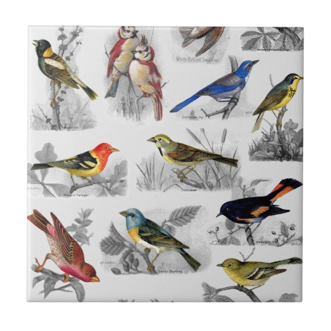 Carreau Oiseaux à l'ancienne (Devant)