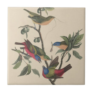 Carreau Oiseaux colorés de l'art vintage d'Audubon Peint B