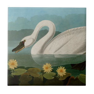 Carreau Oiseaux communs de cygne d'Amérique Audubon