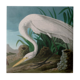 Carreau Oiseaux de héron blanc d'Amérique Audubon Imprim