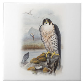 Carreau Oiseaux de John Gould de faucon pérégrin de la