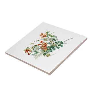Carreau oiseaux Rubis-throated Amérique d'Audubon d'oiseau