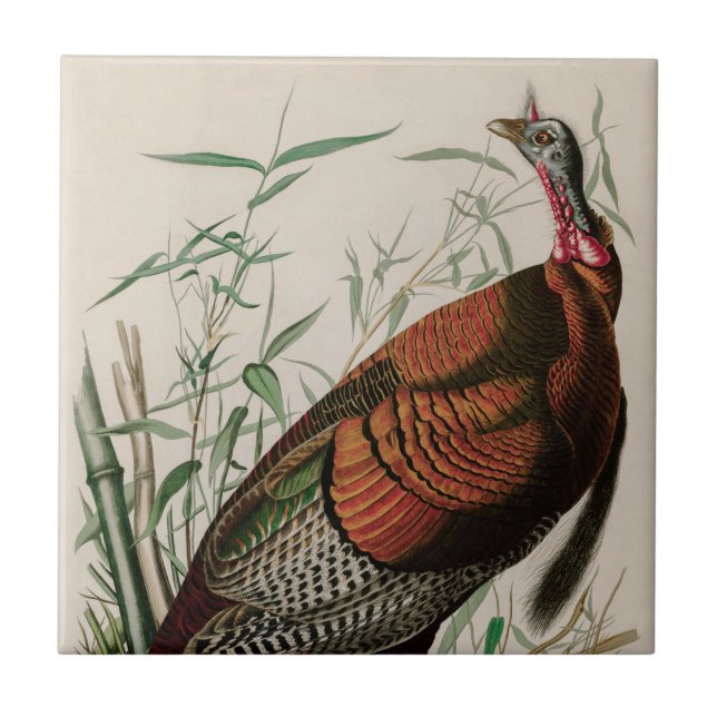 Carreau Oiseaux sauvages de Turquie d'Amérique Audubon Imp (Devant)