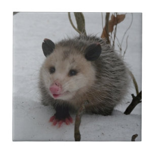 Carreau Opossum