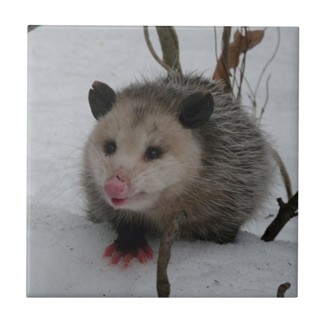 Carreau Opossum (Devant)