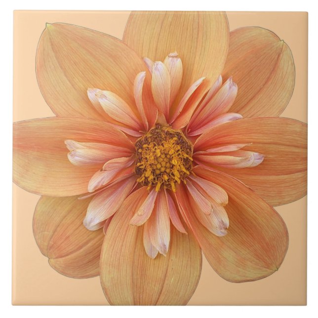 Carreau Orange Collarette Dahlia Floral (Devant)