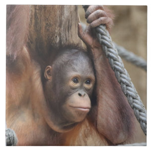 Carreau OrangUtan 002