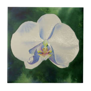 Carreau Orchidée blanche