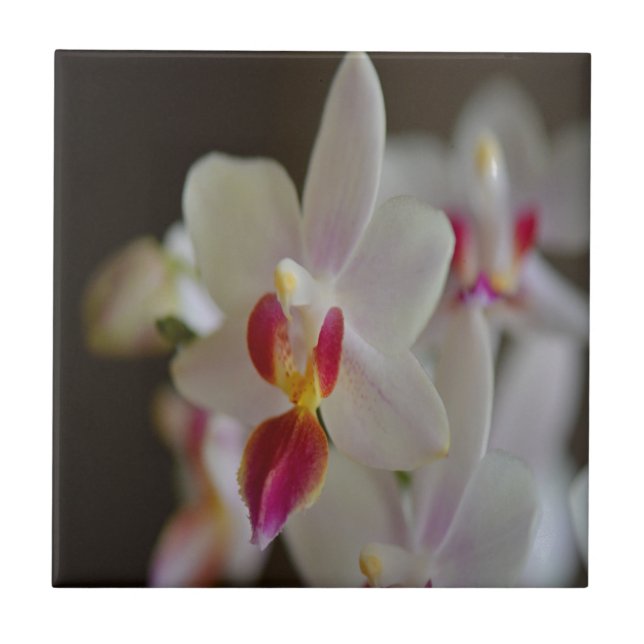 Carreau Orchidée de Phalaenopsis (Devant)