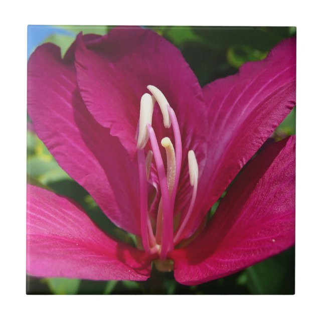 Carreau Orchidée Fleurie tropicale Florale (Devant)