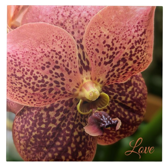 Carreau Orchidée le matin (Devant)