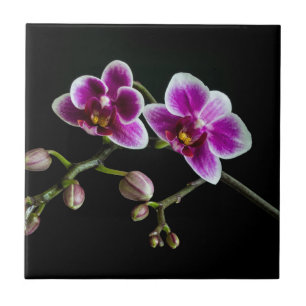 Carreau Orchidée rose blanc couleur sur noir pâle doux