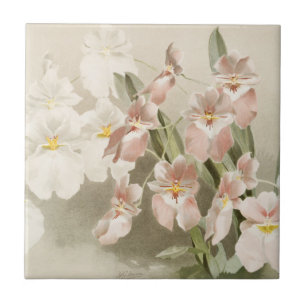 Carreau Orchidées blanches Fleur Vintage vieille illustrat
