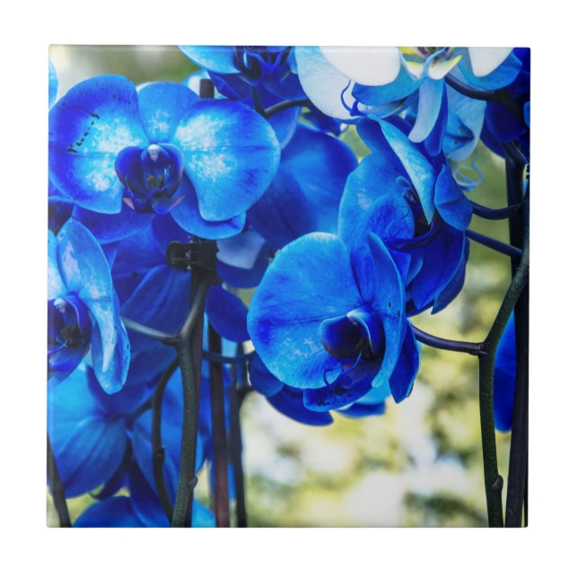 Carreau Orchidées bleues (Devant)