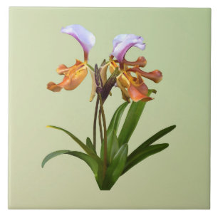 Carreau Orchidées paphiopedilum interreliées