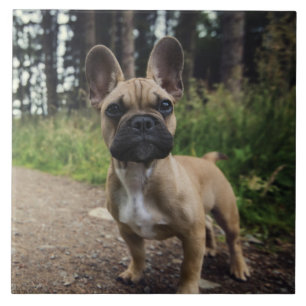 Carreau Oreiller à lancer de chien de taureau français