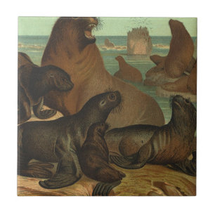 Carreau Otaries sur la plage, Animaux de la vie marine vin
