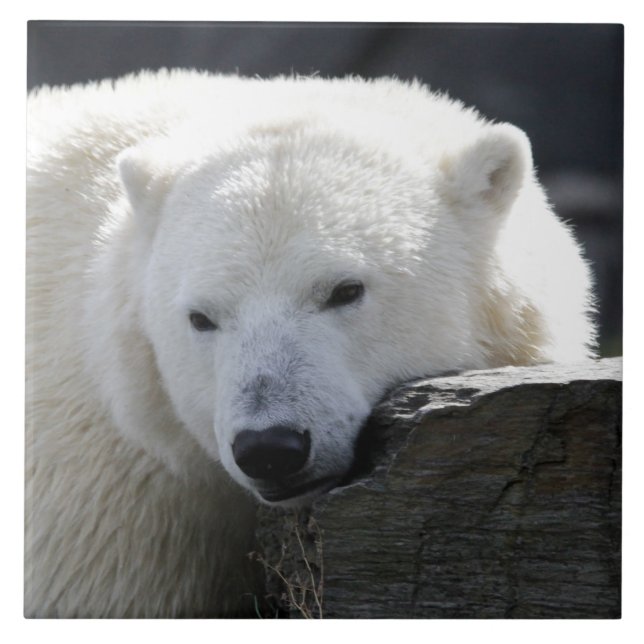 Carreau Ours 002 (Devant)