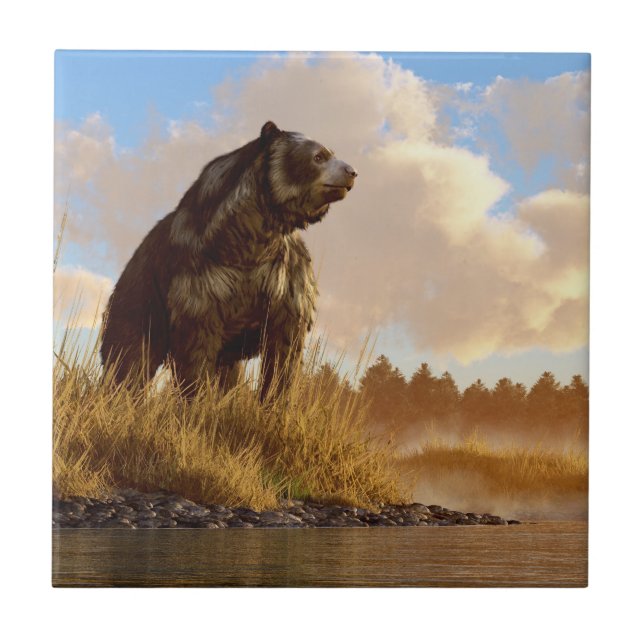 Carreau Ours fait face par short (Devant)