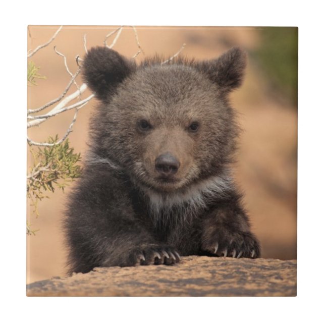 Carreau Ours gris CUB (Devant)