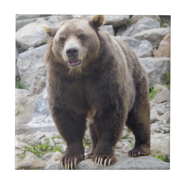 Carreau Ours Kodiak (Devant)