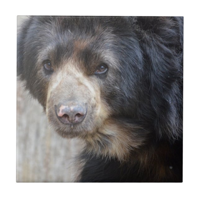 Carreau Ours noir adorable (Devant)