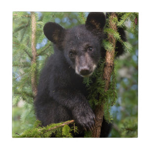 Carreau Ours noir jeune jouant dans les arbres