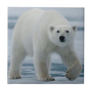Carreau Ours polaire, Ursus Maritimus, Adulte
