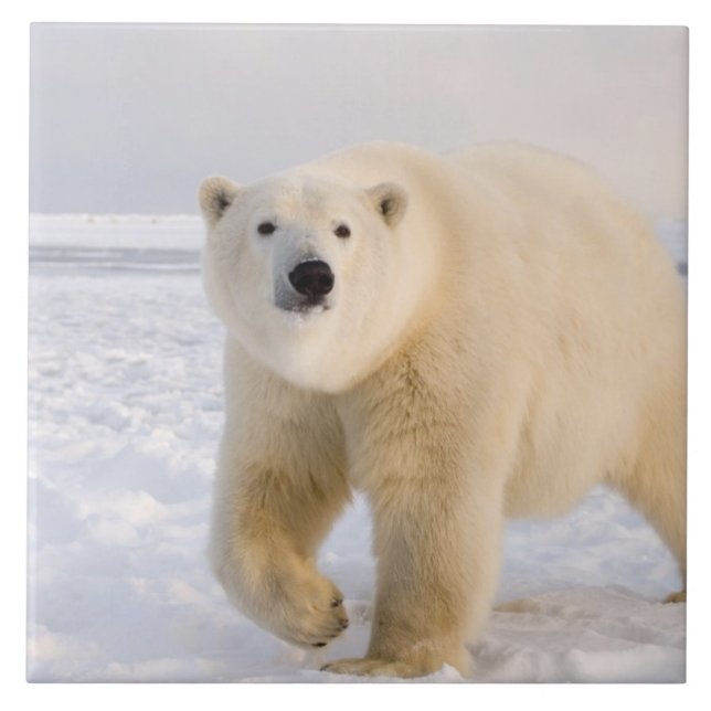Carreau ours polaire, Ursus maritimus, sur glace et neige, (Devant)