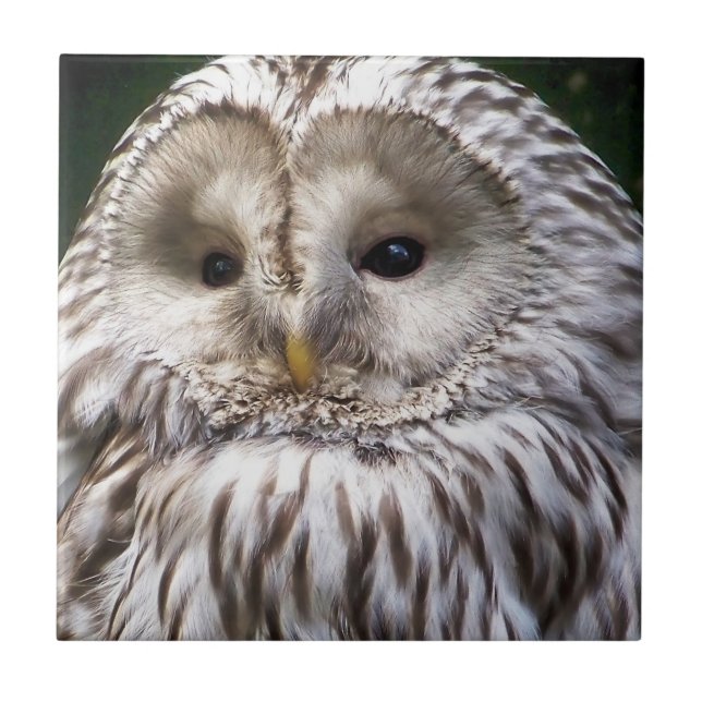 CARREAU OWLS (Devant)